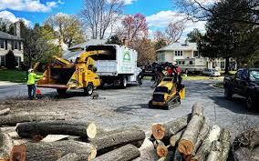 Best Tree Removal  in Solana Beach, CA