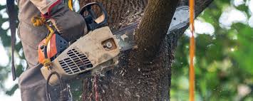 Best Firewood Processing and Delivery  in Solana Beach, CA