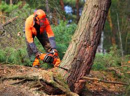 Best Leaf Removal  in Solana Beach, CA