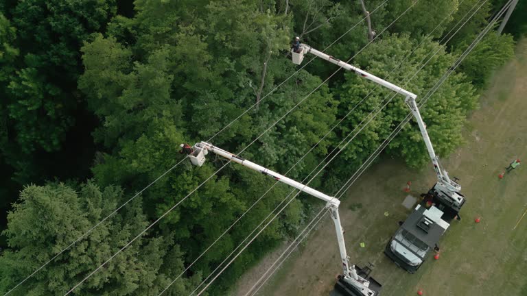 Trusted Solana Beach, CA Tree Services Experts