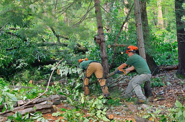 Solana Beach, CA Tree Services Pros