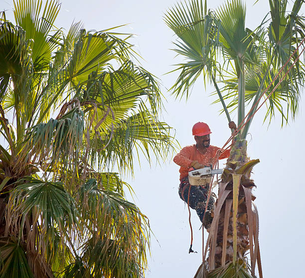 Best Weed Control  in Solana Beach, CA