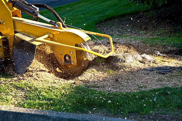 Grass Overseeding in Solana Beach, CA