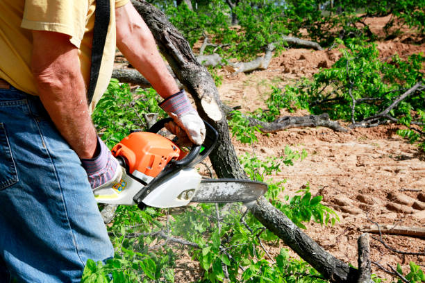 Best Tree Cabling and Bracing  in Solana Beach, CA